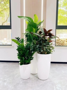 海曙绿植租赁哪家好